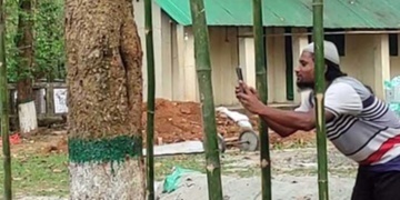 মধুপুরে রক্তচন্দন গাছ
