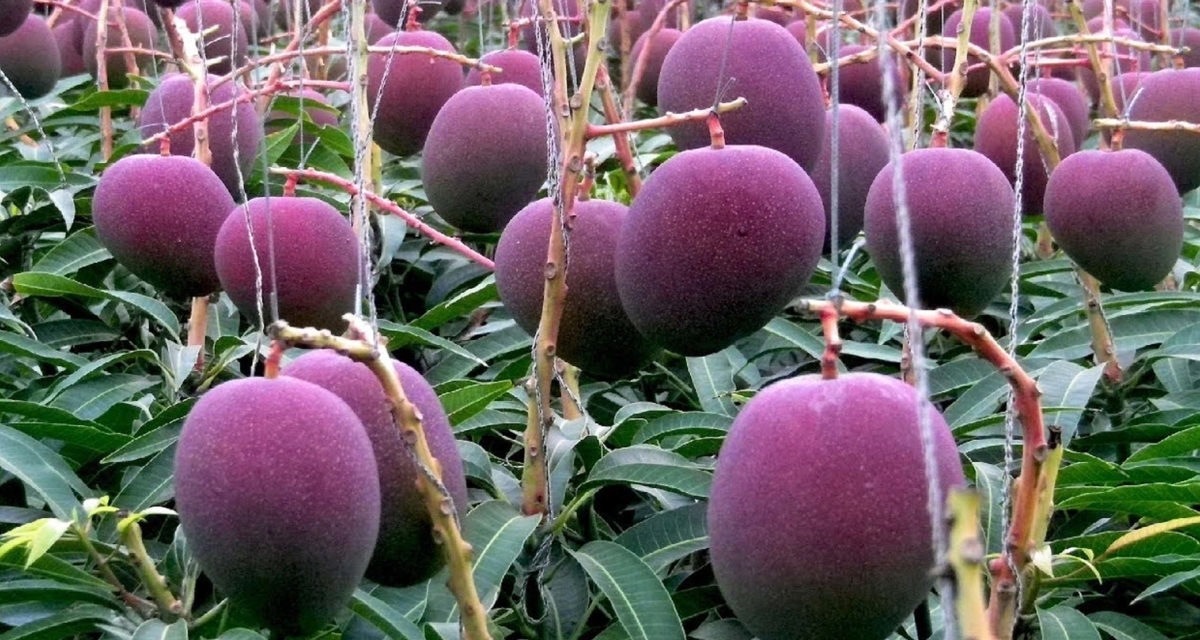 most expensive mango in the world