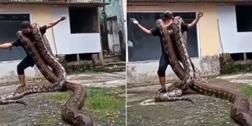 অজগর