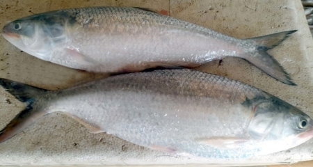 ইলিশ