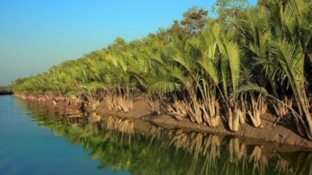 সুন্দরবনে