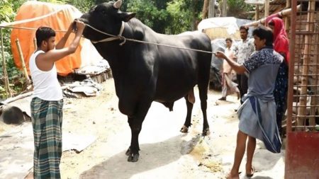 কোরবানির হাট মাতাবে বাংলার ডন ও মাফিয়া