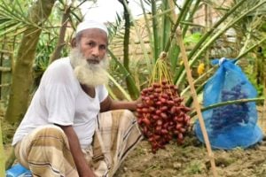 সৌদির আজোয়া খেজুরের