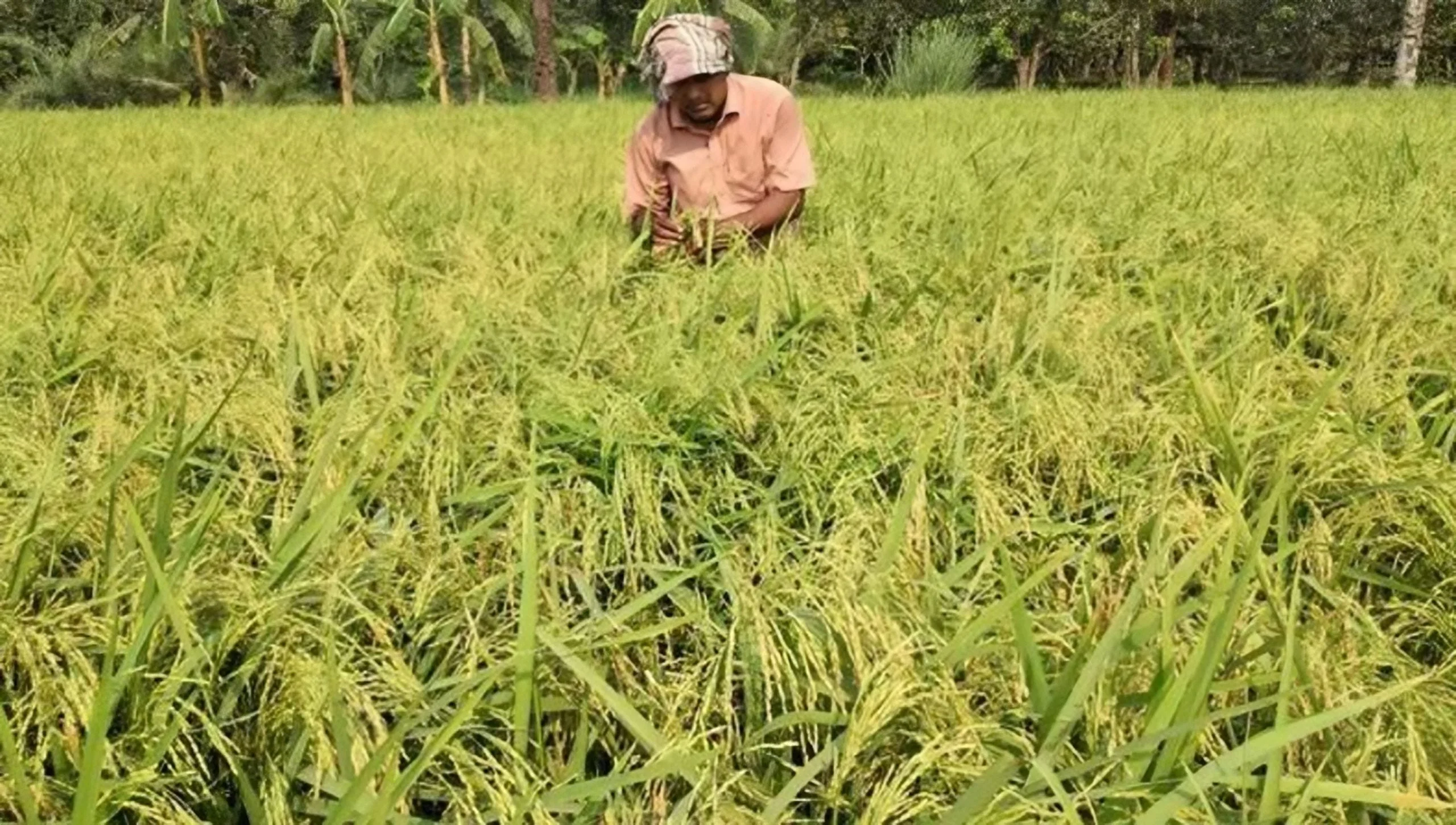 লবণাক্তসহিষ্ণু ধানের জাত