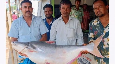 পদ্মায় জালে ধরা পড়ল ২২ কেজি ওজনের পাঙাশ, ৩০ হাজারে বিক্রি