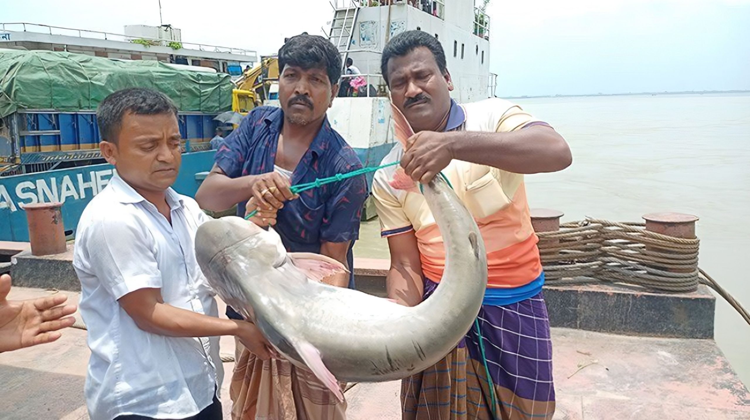 পাঙাশ মাছ ধরা পড়েছে