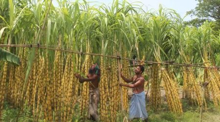 বেড়েছে আখের দাম