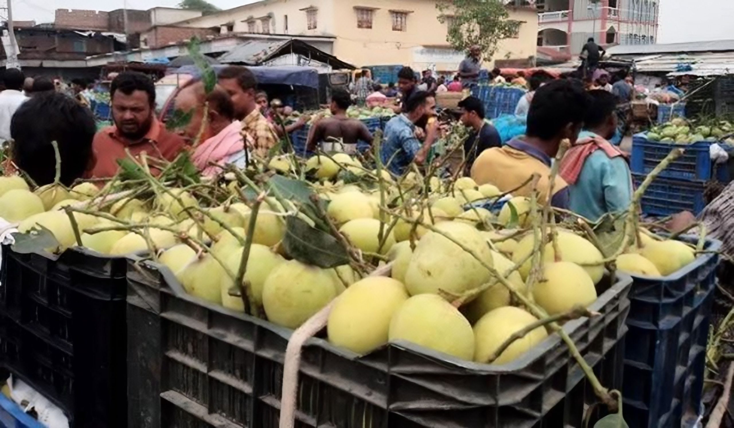 বাহারি জাতের আম