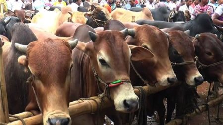 খুলনায় চাহিদার চেয়ে বেশি কোরবানির পশু, কমতে পারে দামও