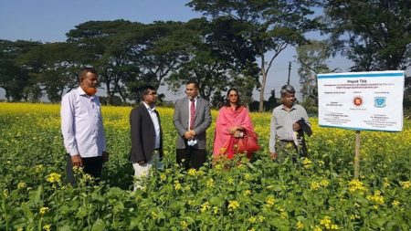 উচ্চ ফলনশীল সরিষা