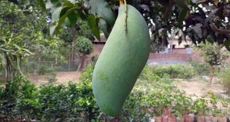 আম