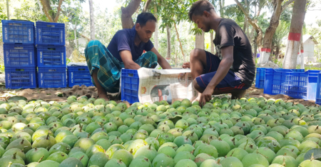 আম বিক্রিতে