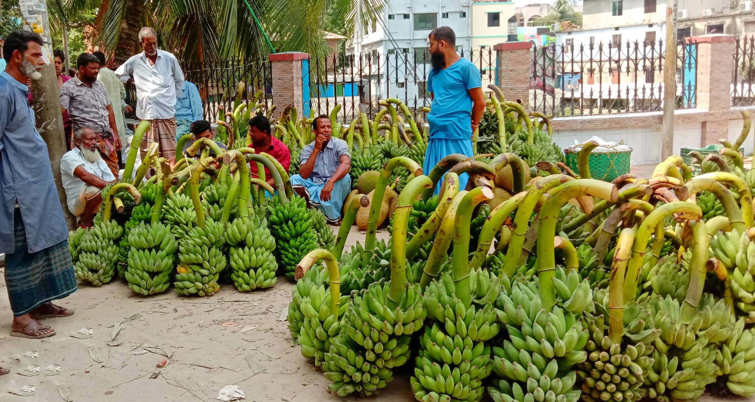 কলার বাম্পার ফলন