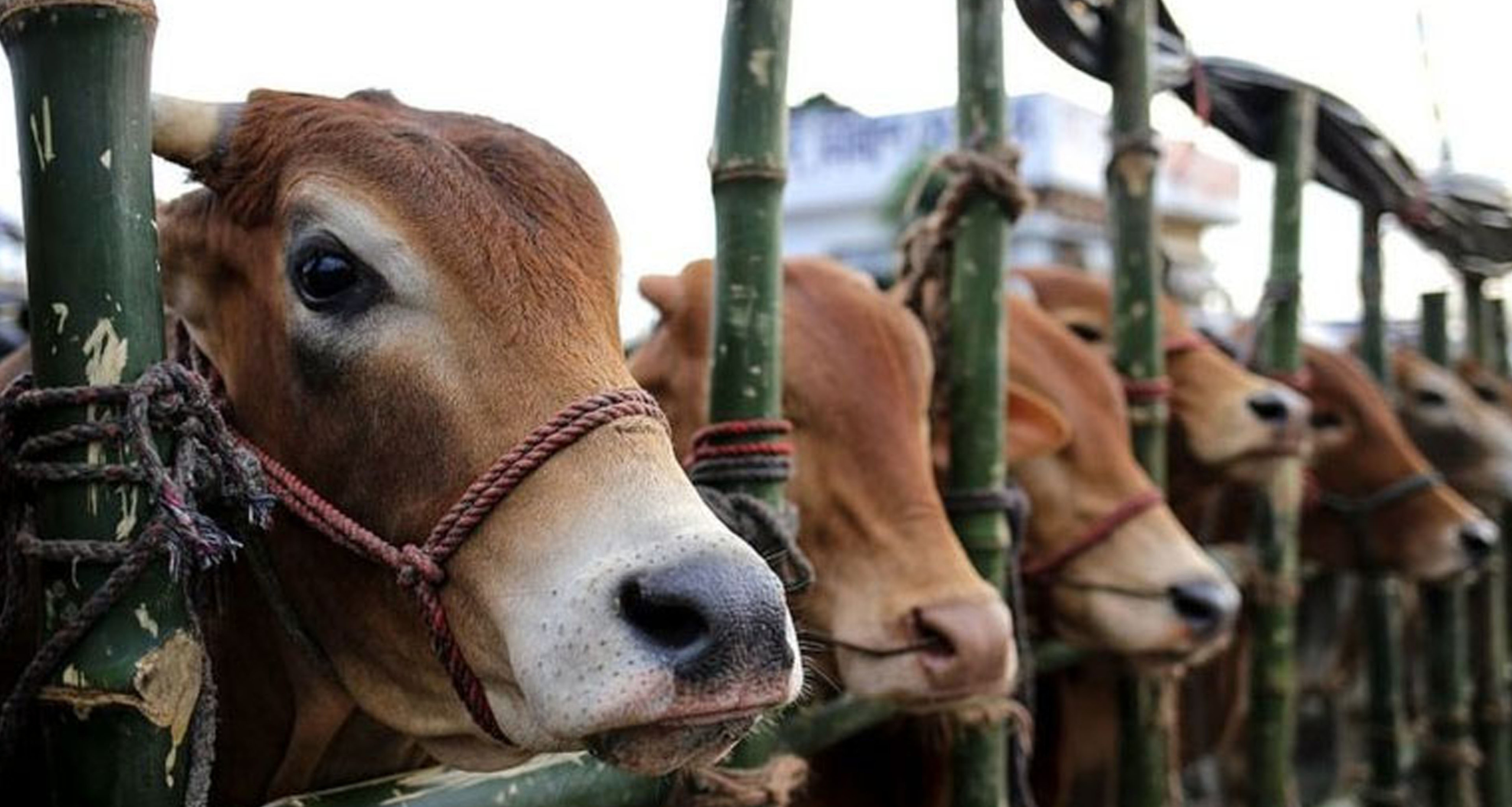 কোরবানিযোগ্য পশু