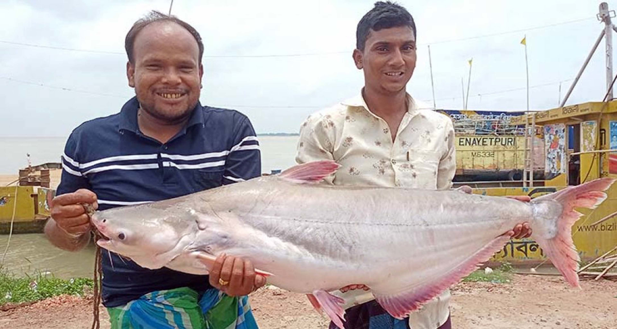 পাঙাশ ও বোয়াল