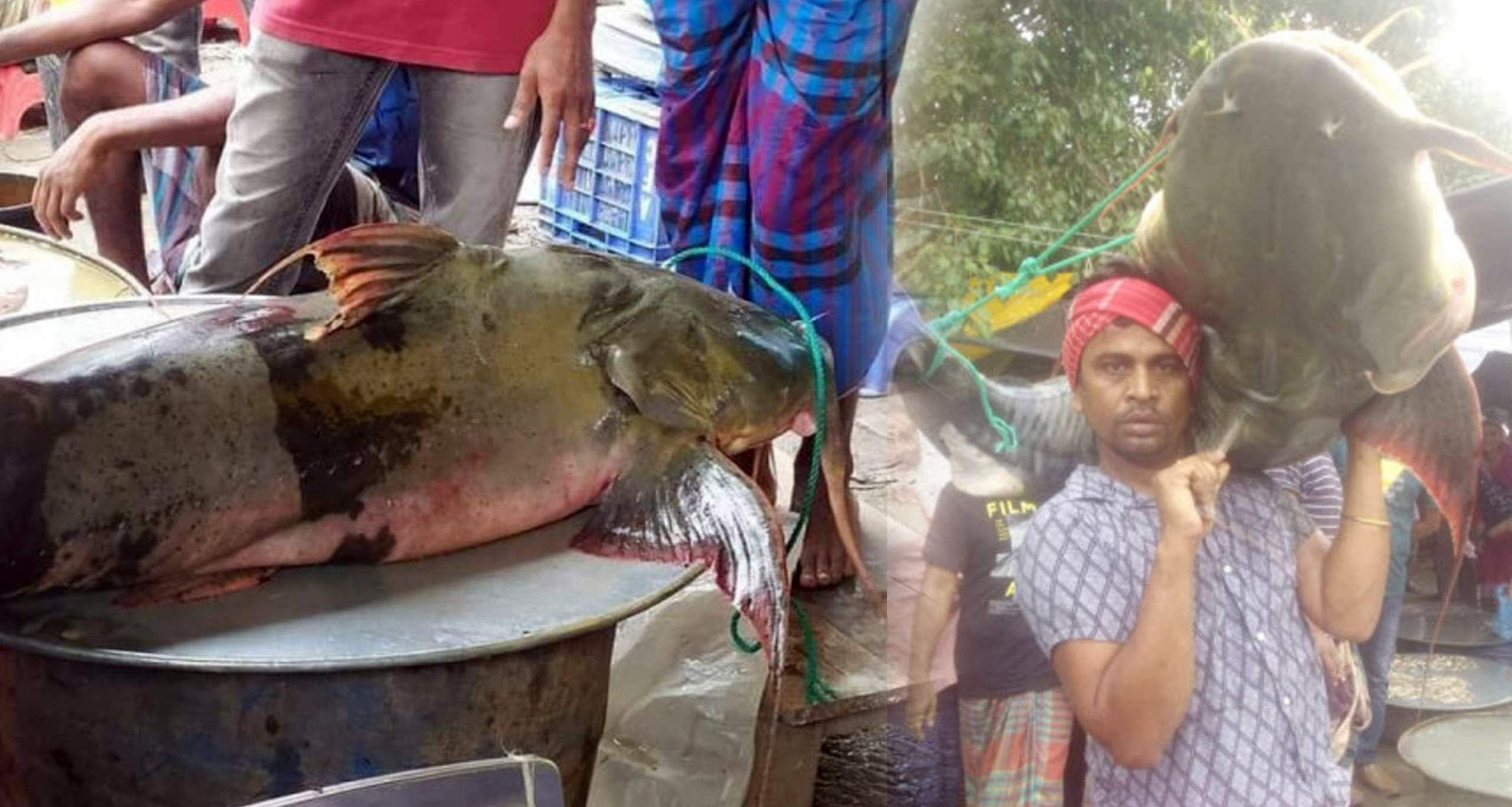 ৪৭ কেজির বাঘা আইড়