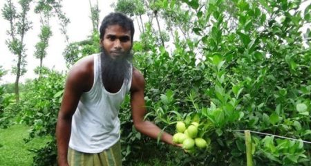 লেবু