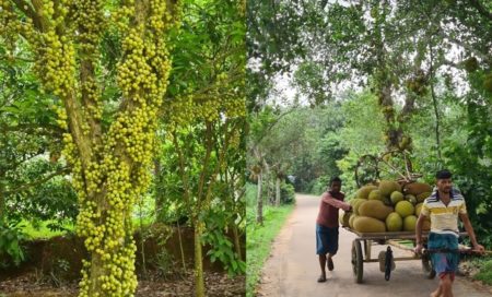 সূর্যডিম থেকে ড্রাগন