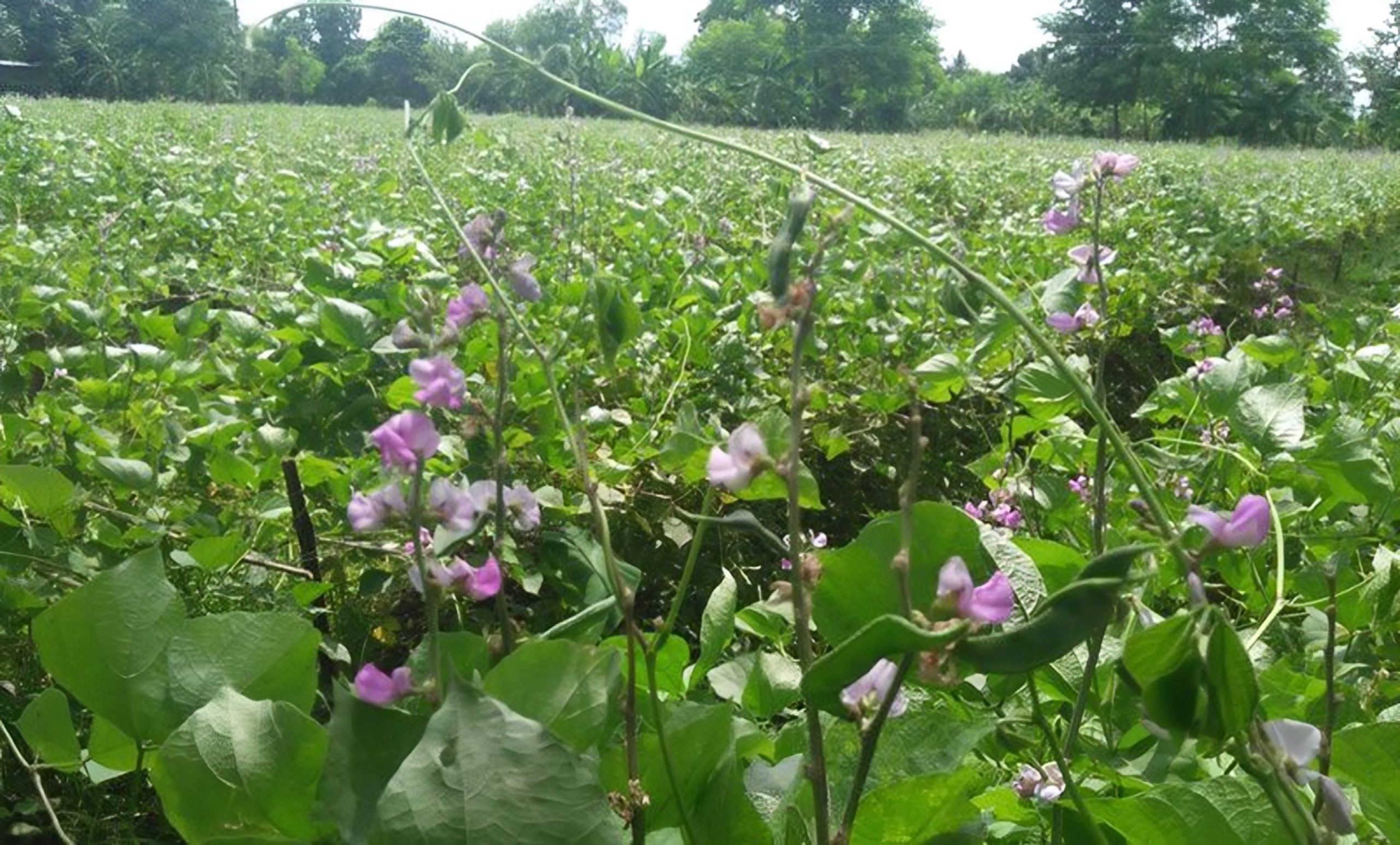 আগাম ‘অটো শিম’