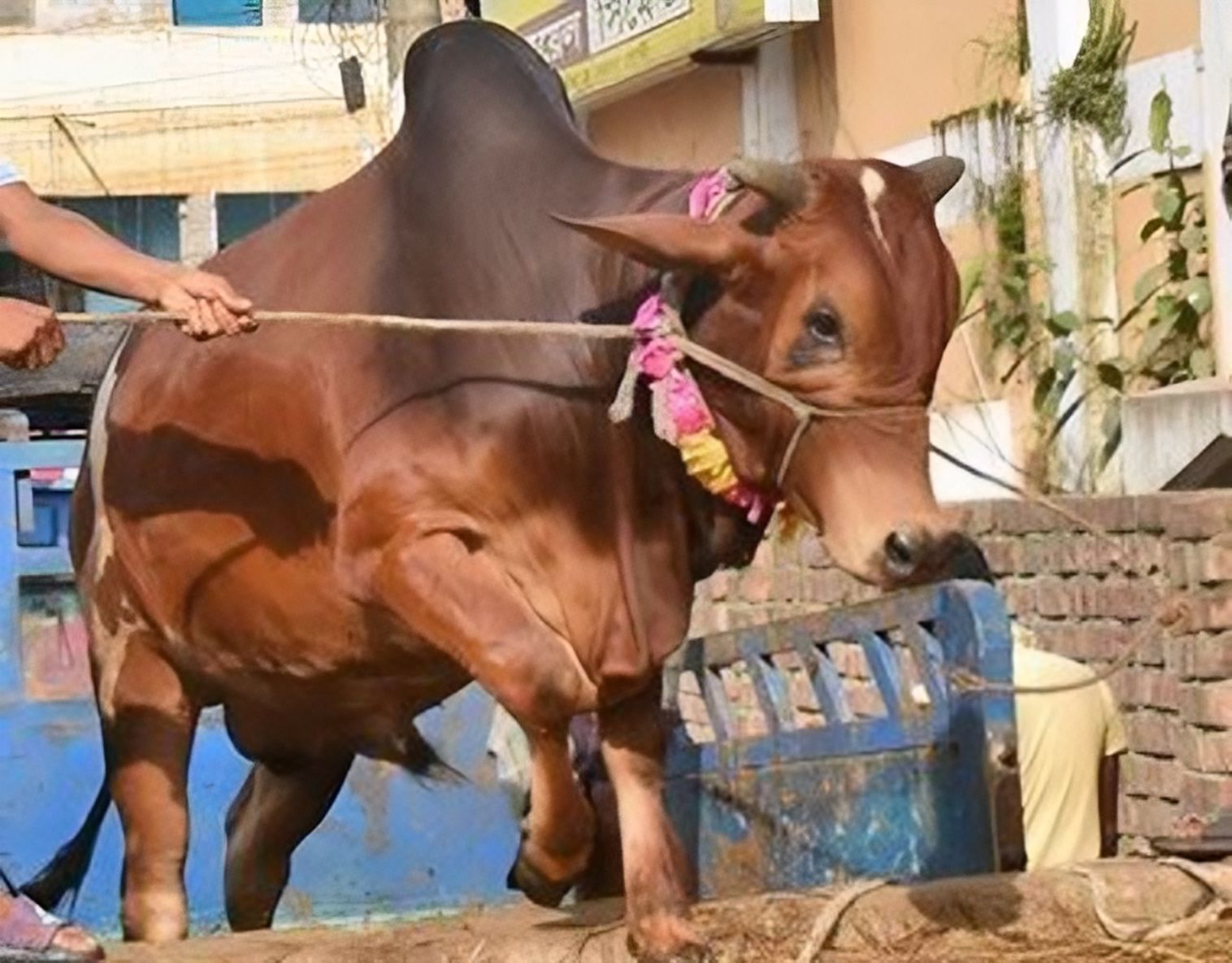 মাঝারি সাইজের গরু