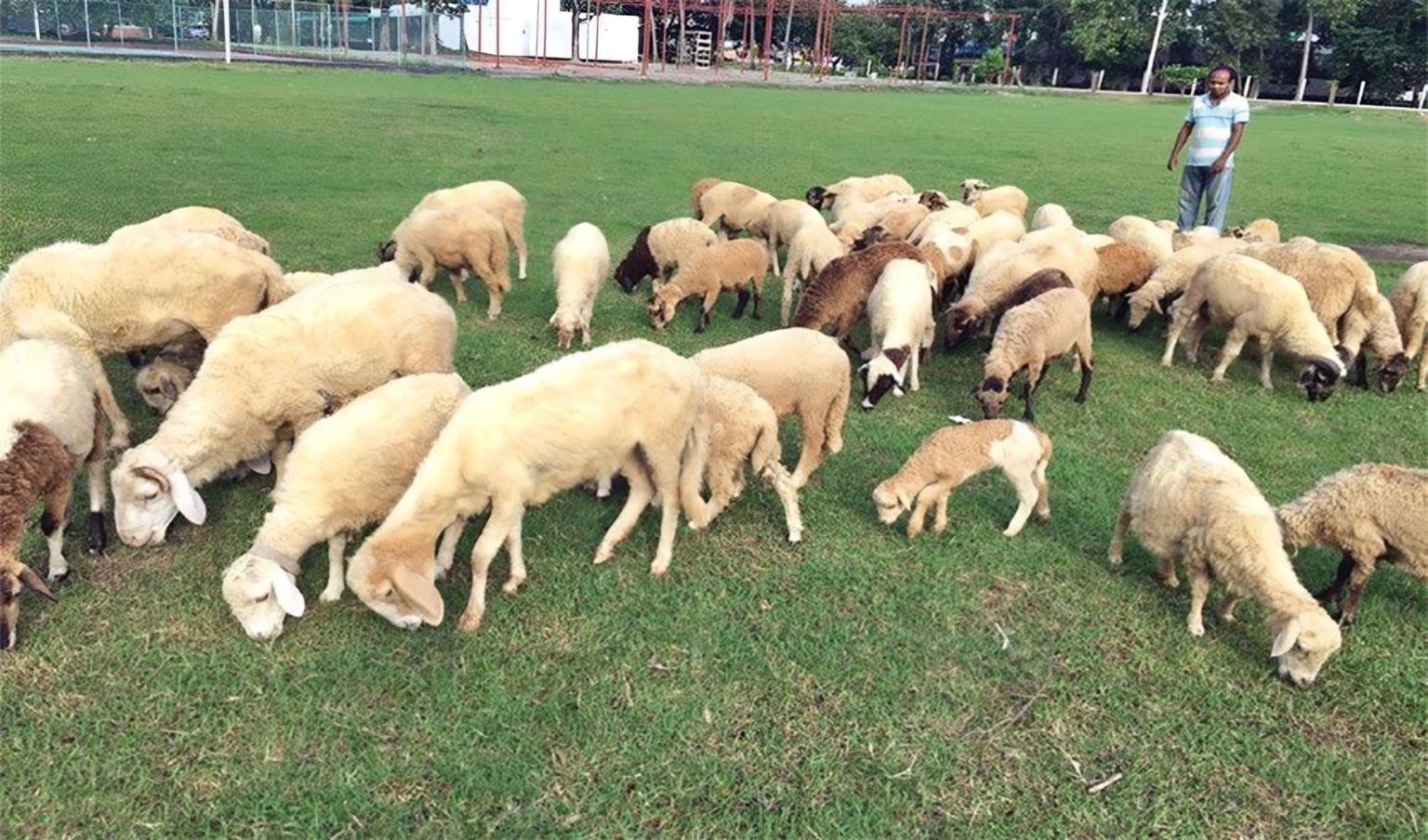 ভেড়া-গাড়লের সংকরায়নে নতুন জাত উদ্ভাবন