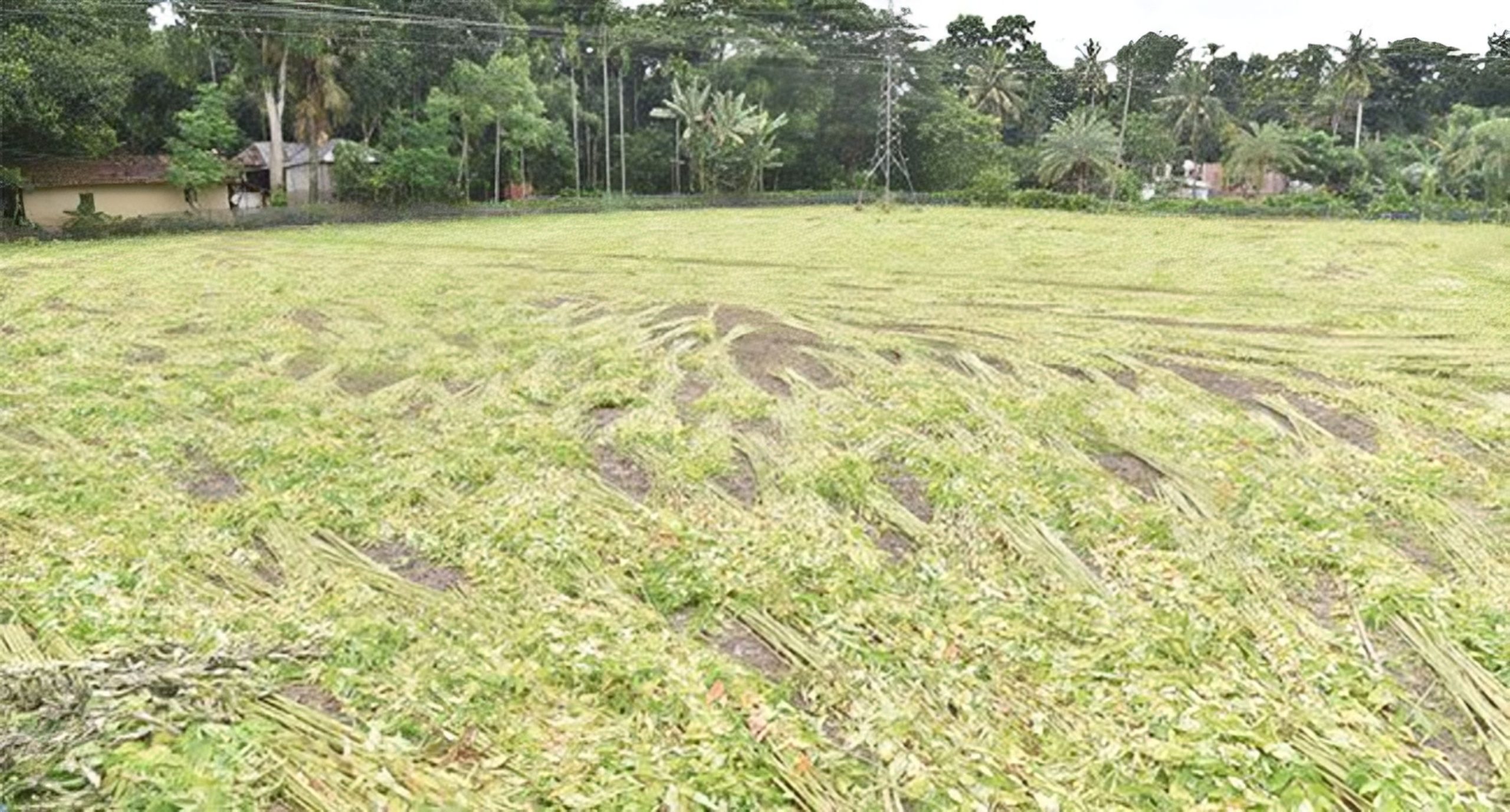 পাট নিয়ে শঙ্কা