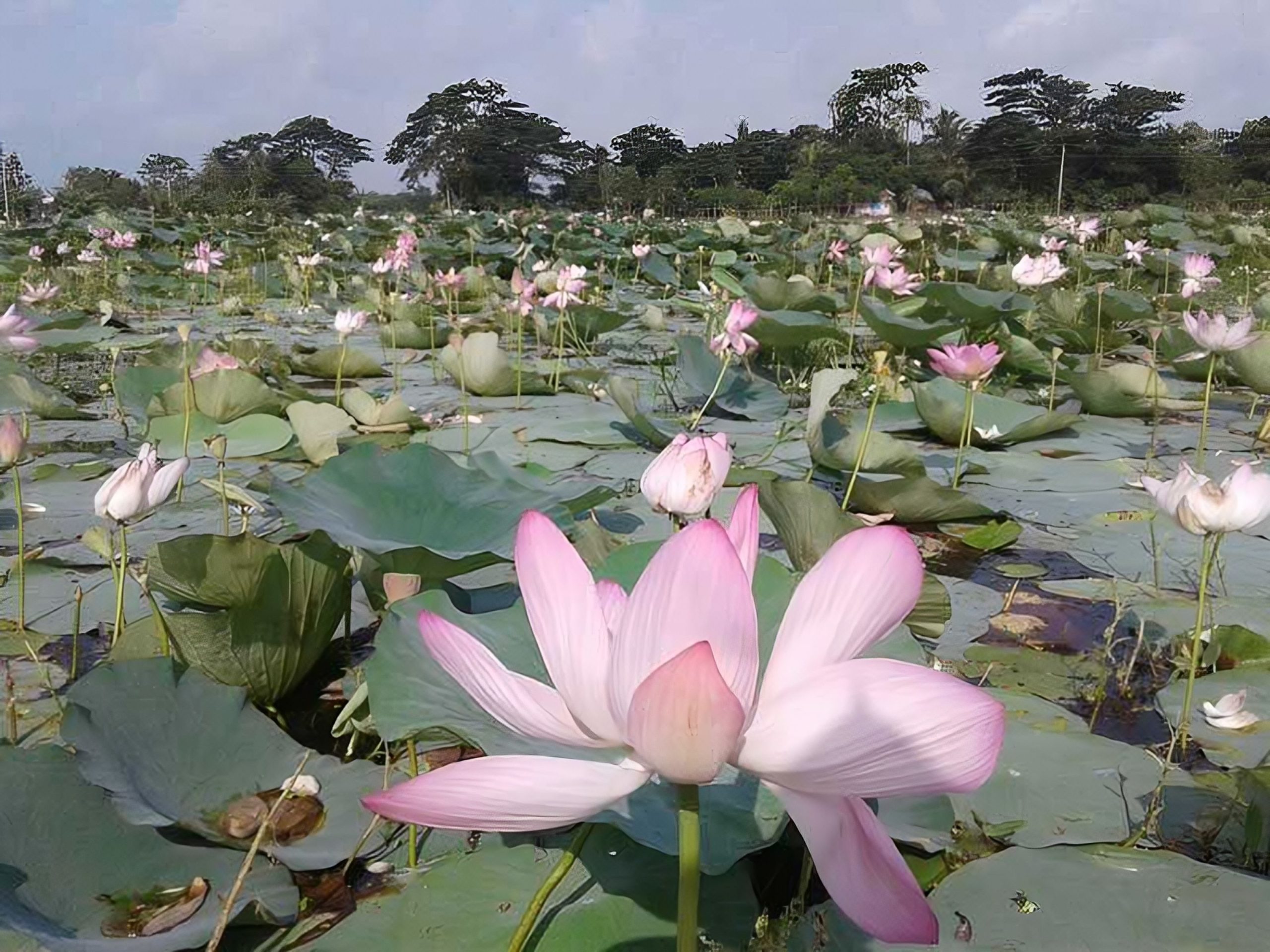 সাদা-গোলাপী পদ্মবিল