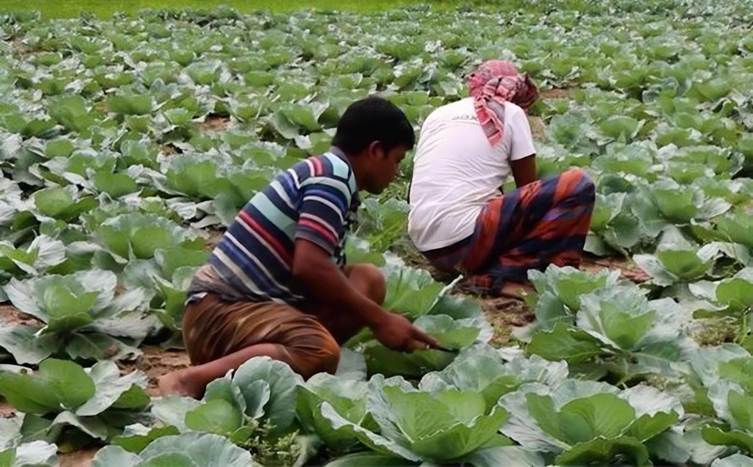 সবজি চাষে স্বাবলম্বী