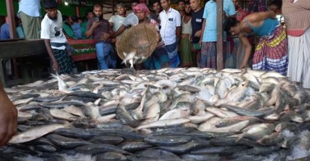 হাতিয়ায় এক নৌকায় পাওয়া গেল ৯৯ মণ ইলিশ