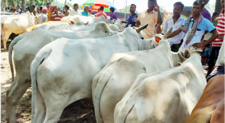 ভারতীয় গরুতে সয়লাব পশুর হাট, দিশেহারা খামারিরা!