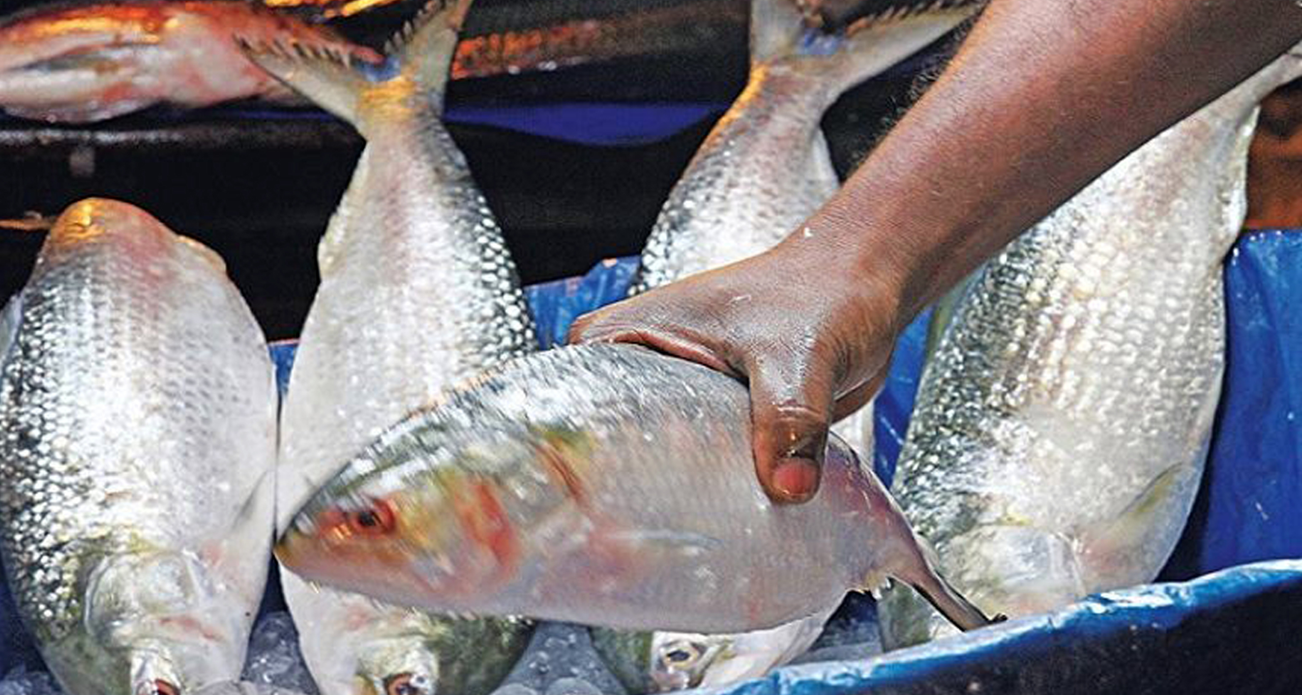 ইলিশের স্বাদ ঘ্রাণ