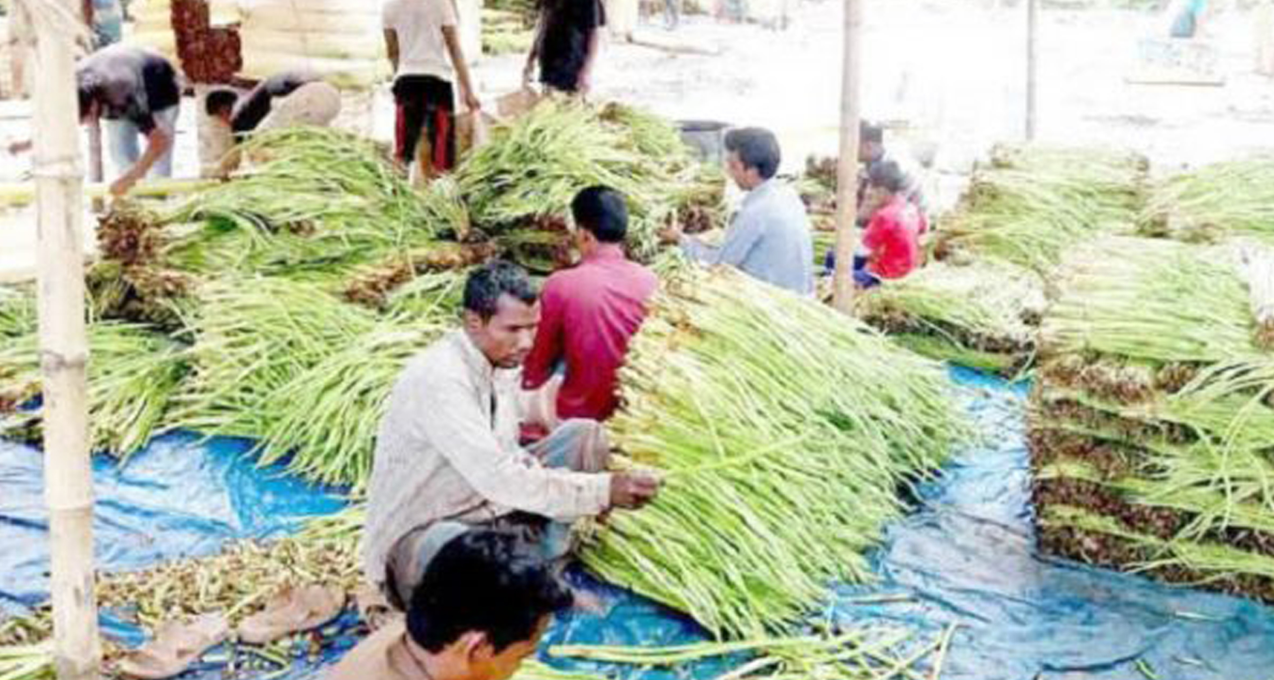 কচুর লতি চাষ