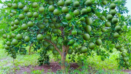 কমলার কাটিং চারা রোপন