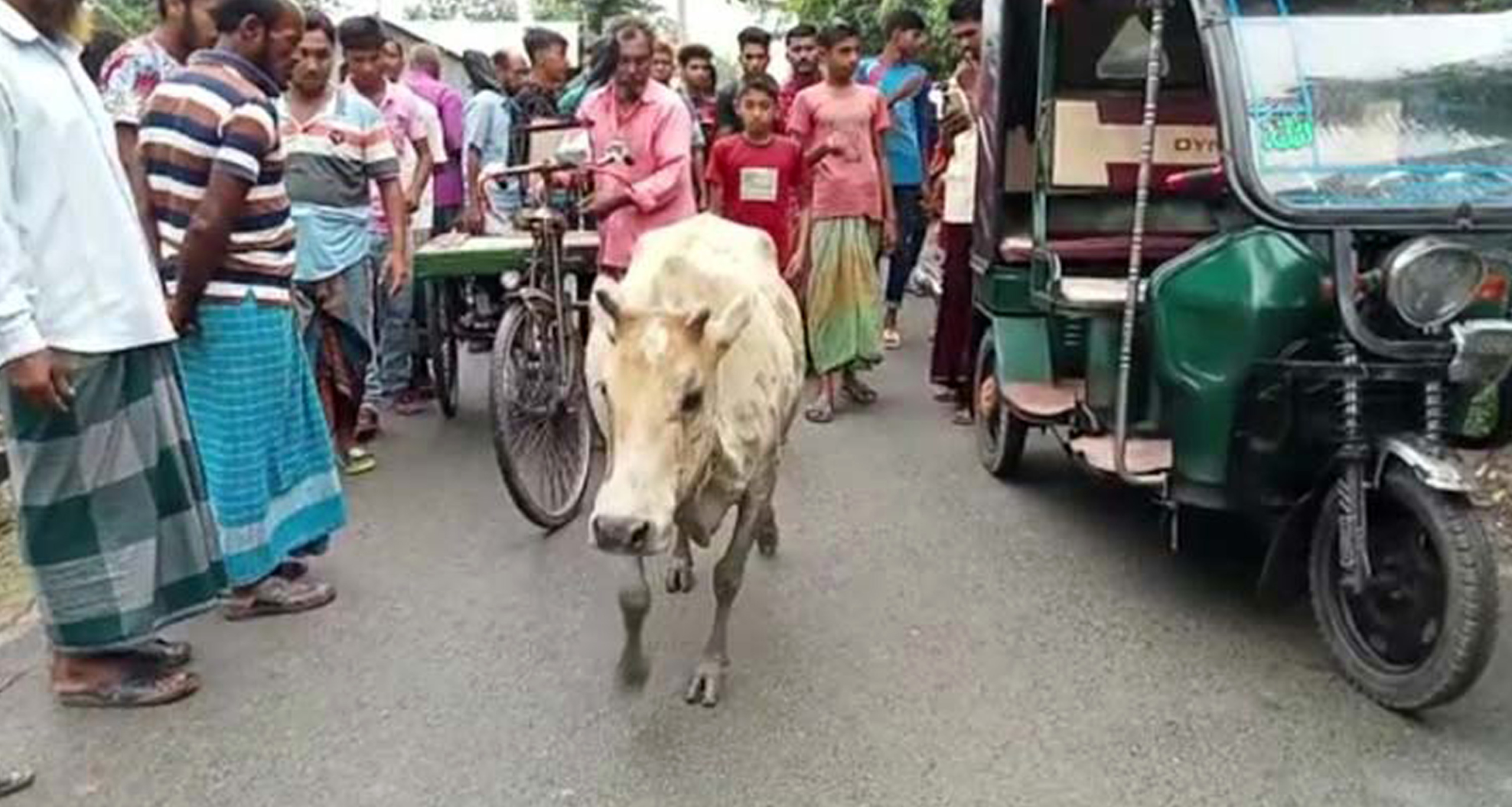 কুমিরের সাথে লড়াই