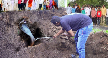 গর্ত থেকে বেড়িয়ে এলো সাপ