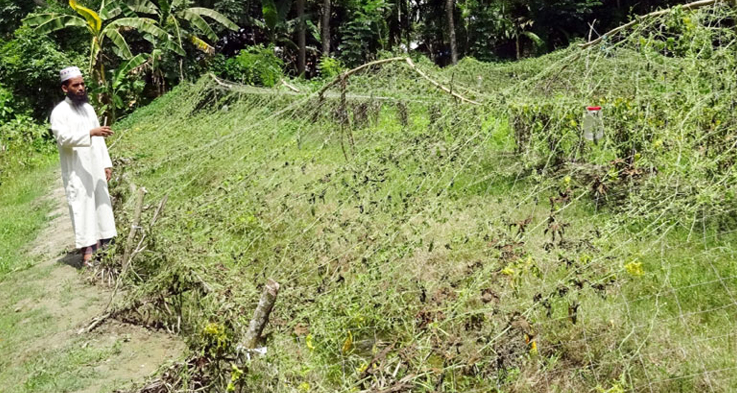 গাছের সঙ্গে