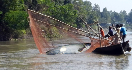 ঘাষের আবরন