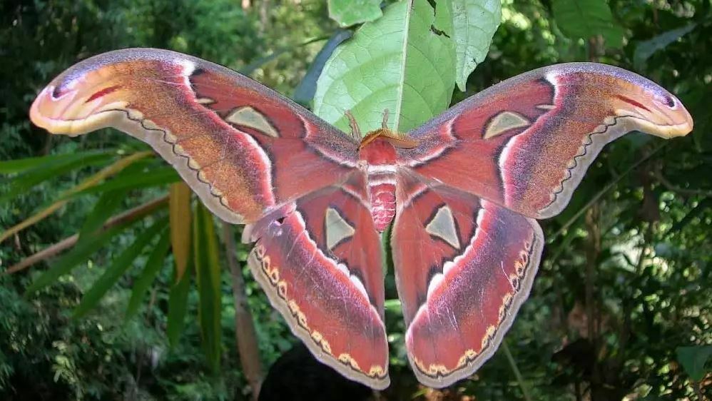 বিশ্বের বৃহত্তম প্রজাপতি