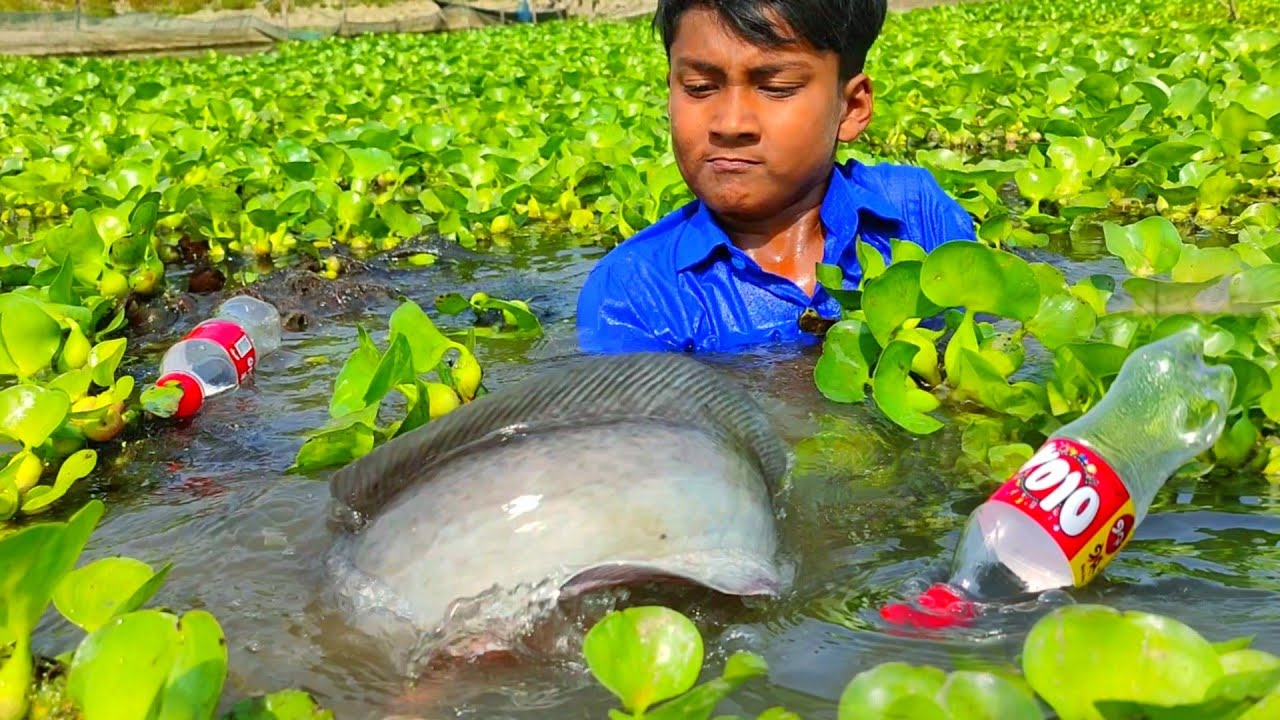 মাগুর