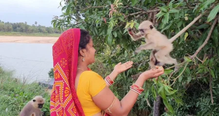 বানর ছানা