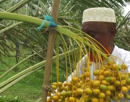 'আজওয়া' খেজুর চাষ হচ্ছে নাটোরে