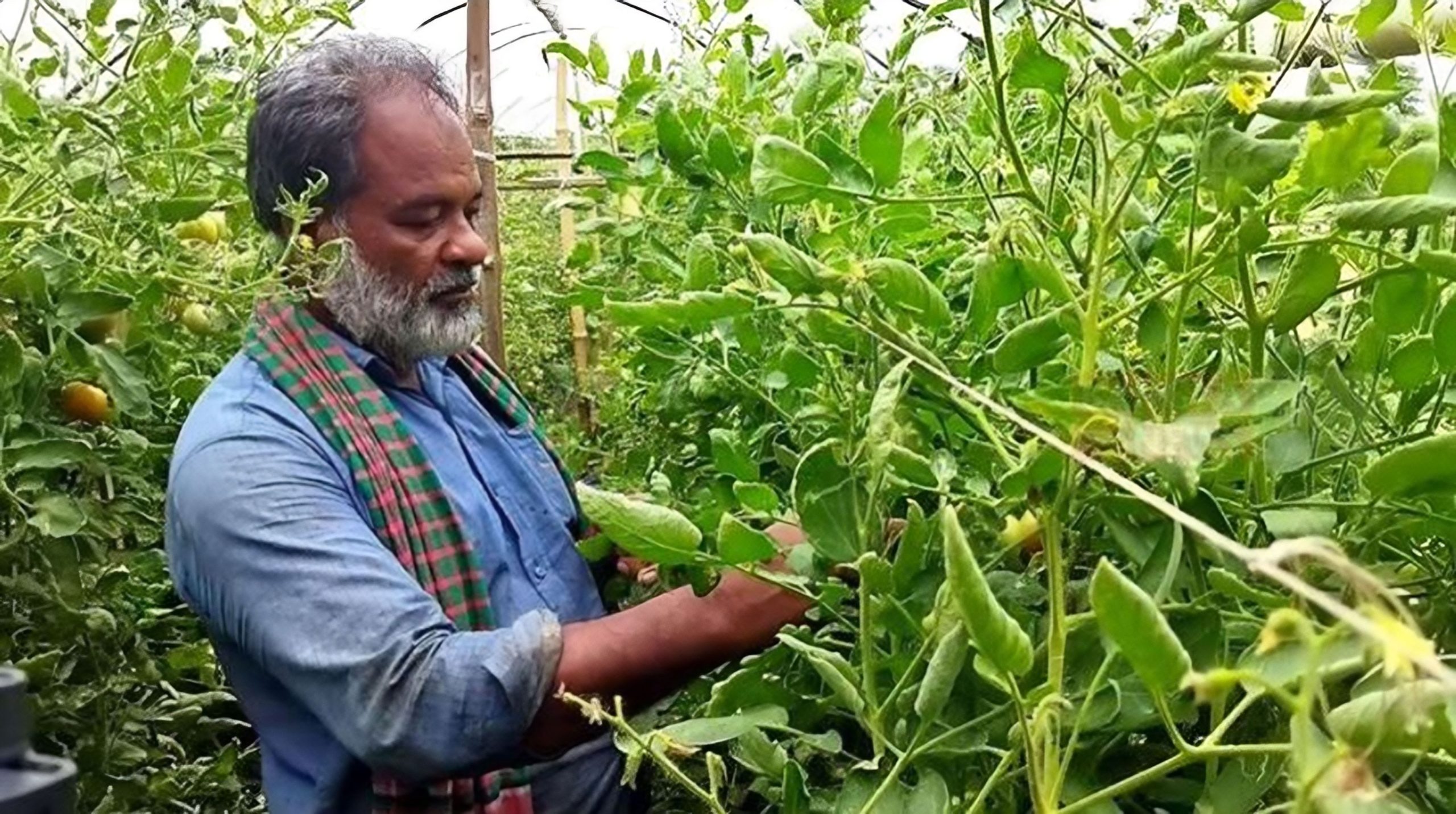 গ্রাফটিং পদ্ধতিতে বেগুন গাছে টমেটো