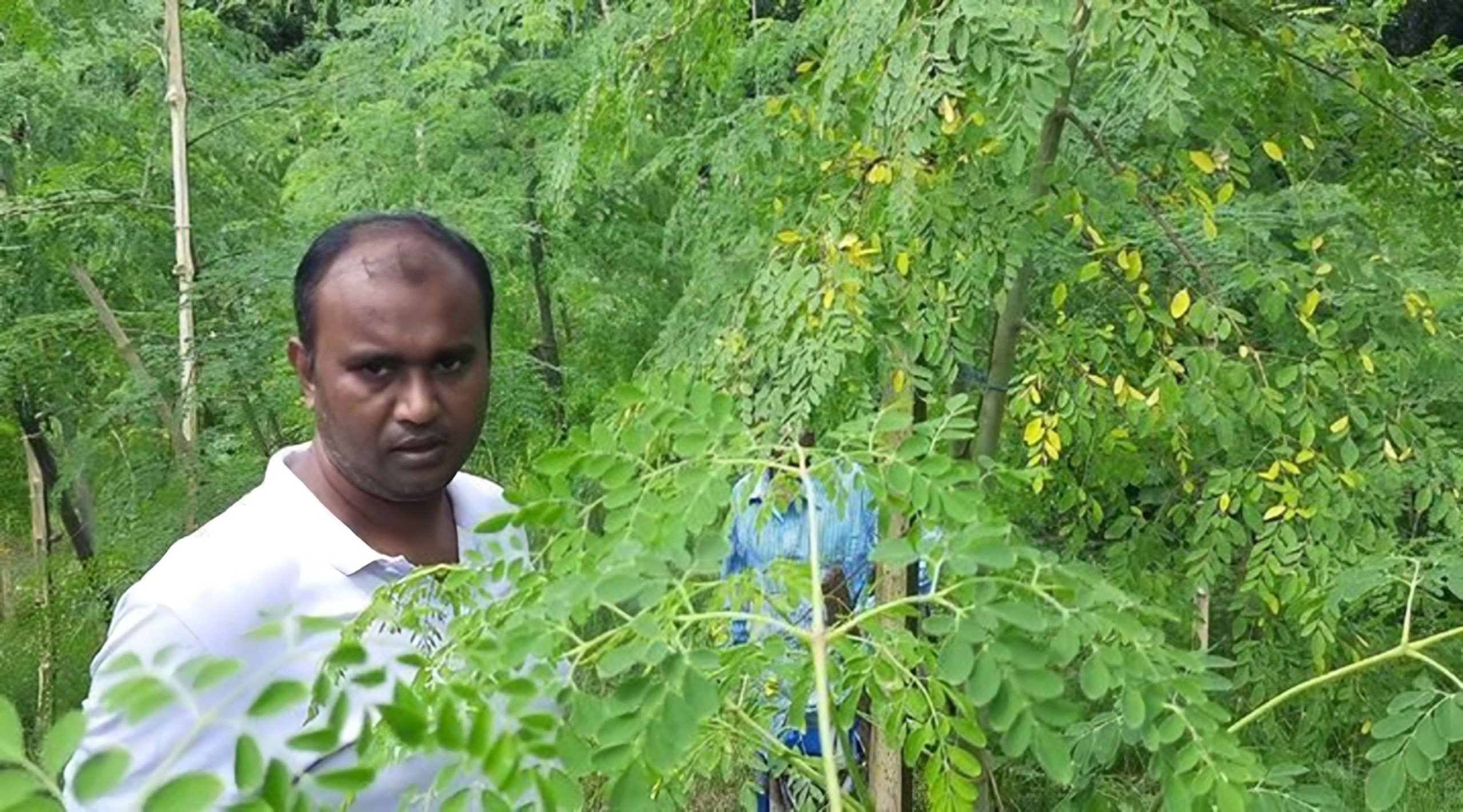 বারোমাসি সজনে