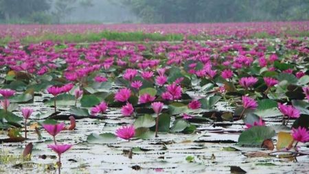 চাঁপাই বিলে দেশি মাছের ছড়াছড়ি, গোলাপি পদ্মের সমারোহ