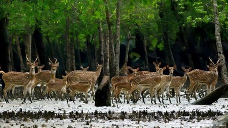 সুন্দরবনের পর্যটন মৌসুম