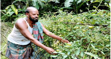 অমৌসুমে টমেটো চাষে সফল লতিফ, দামও পাচ্ছেন ভালো