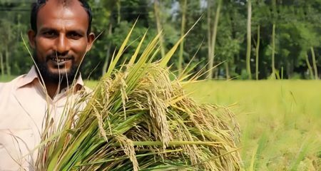 আউশের-বাম্পার-ফলন