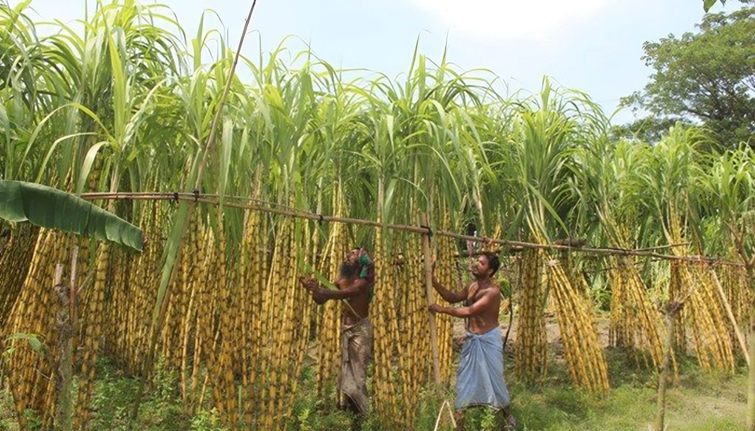 আখ