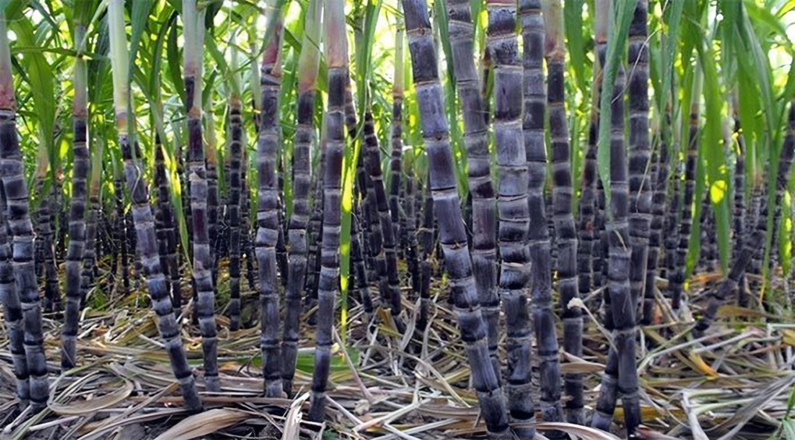 গেন্ডারি’র বাম্পার ফলন