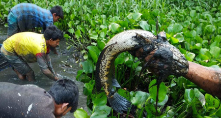 কচুরিপানা মাছের ঝাঁক